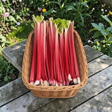 Carbeth Plants Rhubarb Goliath Plant in 3L Pot - Hardy Perennial Fruit Plant