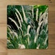 image 2 of decorative cat tail grass growing along a walkway (Placemat & Coaster Set)