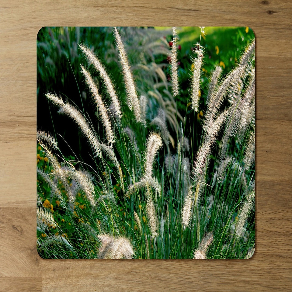 image 1 of decorative cat tail grass growing along a walkway (Placemat & Coaster Set)