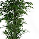 image 3 of Artificial Ficus Tree Realistic - HUGE 180cm 6FT | Green | 6ft