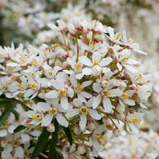 Marshalls Garden Choisya 'White Dazzler' - 3 x 9cm potted shrubs