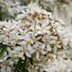 image 1 of Marshalls Garden Choisya 'White Dazzler' - 3 x 9cm potted shrubs