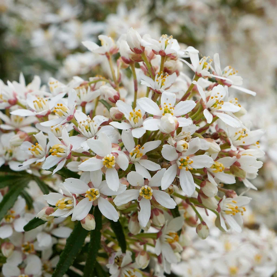 image 1 of Marshalls Garden Choisya 'White Dazzler' - 3 x 9cm potted shrubs