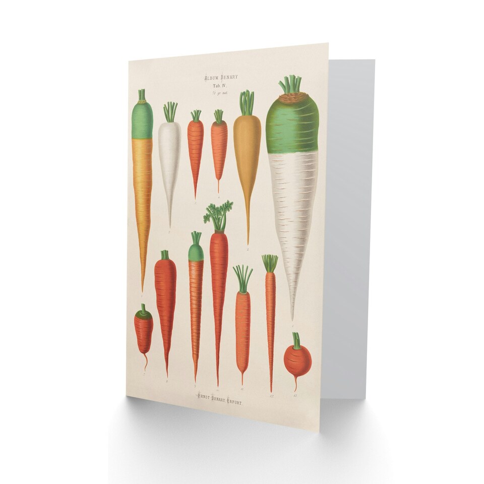 image 1 of Ernst Benary Art Card Carrot Varieties Vintage Illustration