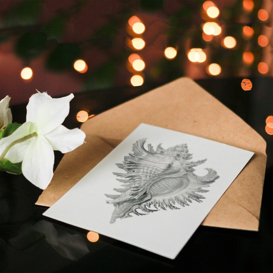 image 1 of Ernst Haeckel Art Card Whelk Sea Snail Shell Drawing