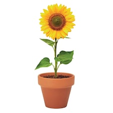 MidOcean Sunflower Terracotta Seed Plant Pot - Wood - 5cm x 6cm x 5.5cm