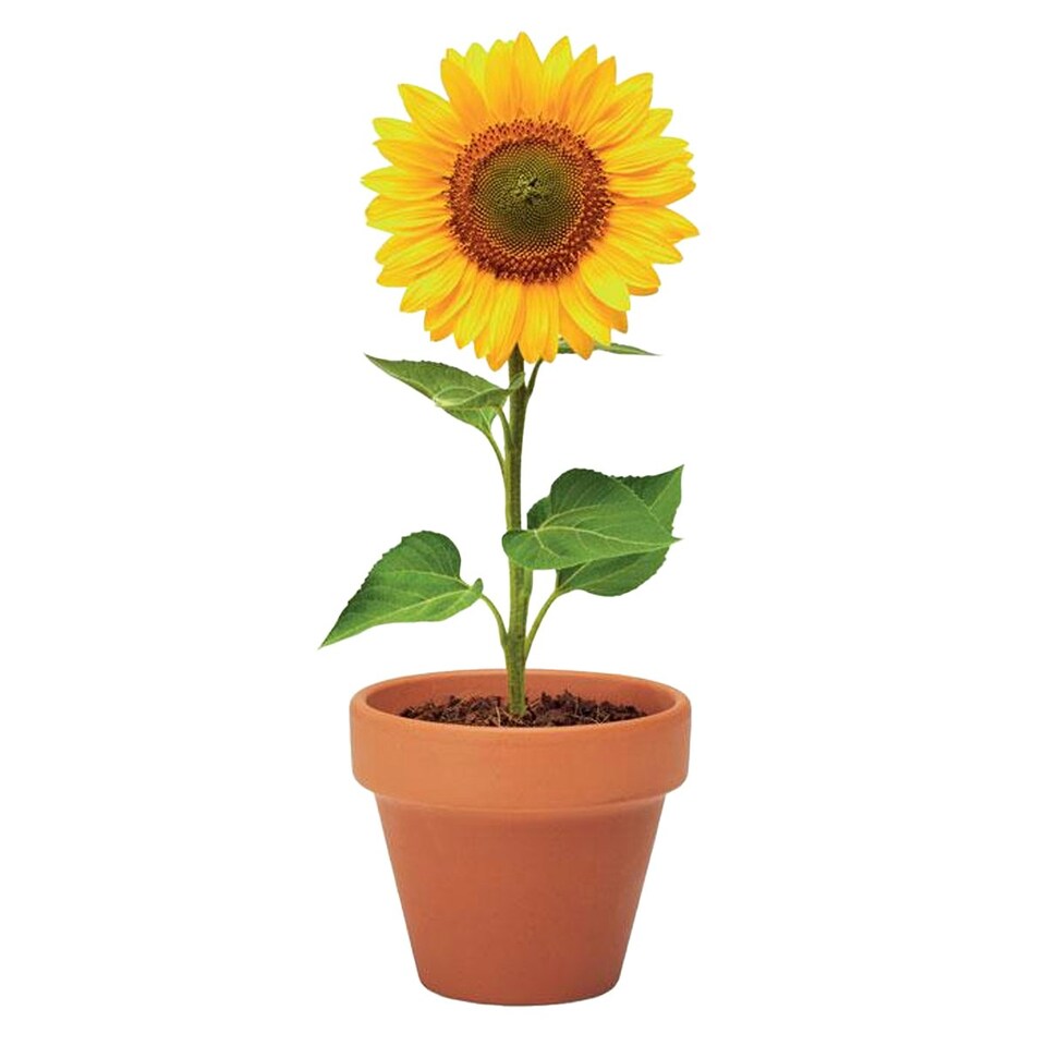 image 1 of MidOcean Sunflower Terracotta Seed Plant Pot - Wood - 5cm x 6cm x 5.5cm