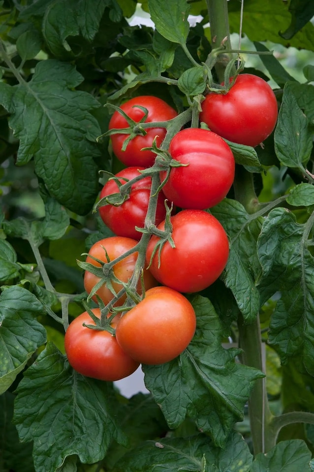 image 1 of Tomato Shirley  3 x 9cm British Grown High Yield Greenhouse Plants