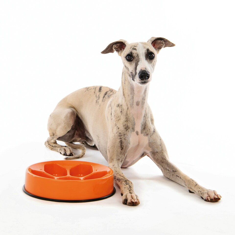 image 1 of M-PETS CAVITY - Slow feed bowl round Orange