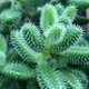 image 4 of Delosperma Echinatum Pickle Plant in 12cm Pot - Unusual Easy Care Succulent Houseplant