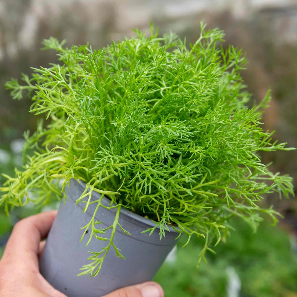 image 1 of Marshalls Garden Chamomile 'Roman' - 3 x 9cm potted plants