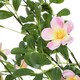 image 3 of Living and Home Artificial Frangipani Blossom Tree in Pot - 160cm