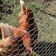 image 4 of True Products Galvanised Chicken Wire Netting - Rabbit Poultry Pet Garden Fence 25mm Mesh - 0.6m x 10m