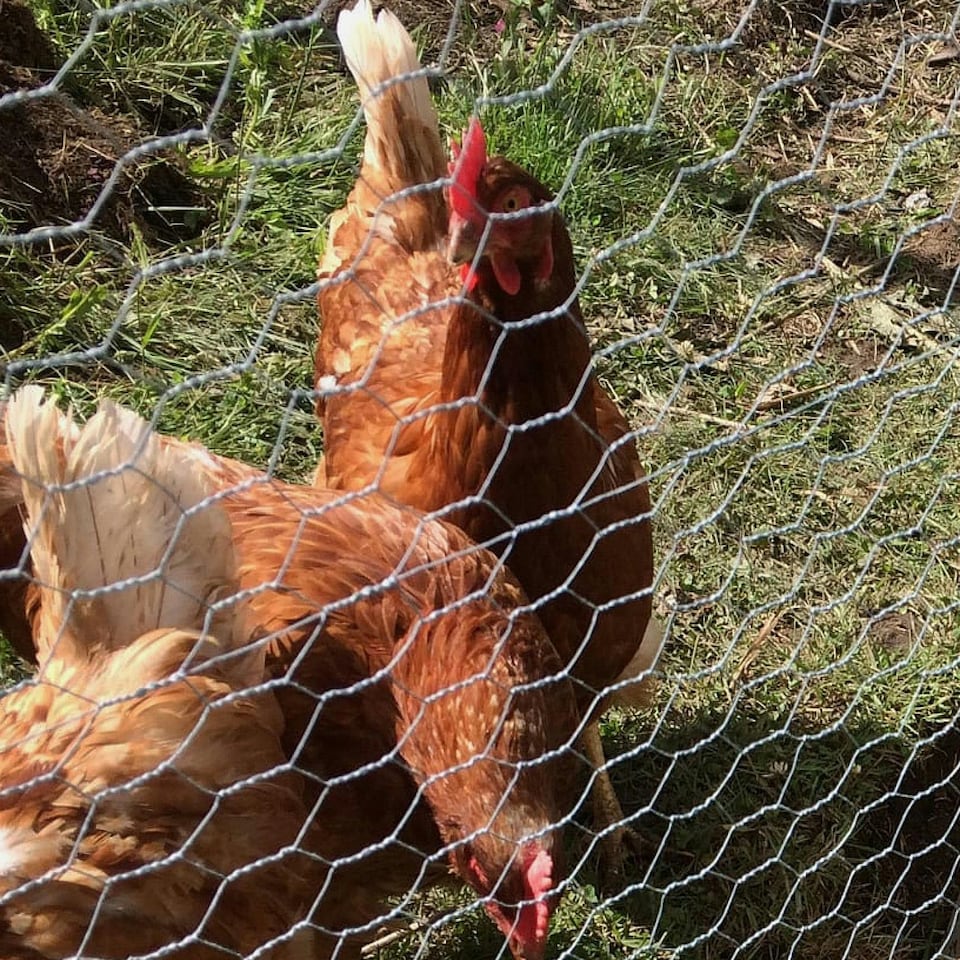 image 1 of True Products Galvanised Chicken Wire Netting - Rabbit Poultry Pet Garden Fence 25mm Mesh - 0.6m x 10m