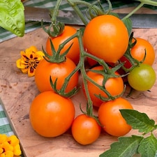 Tomato Merrygold F1 1 Seed Packet (8 Seeds)