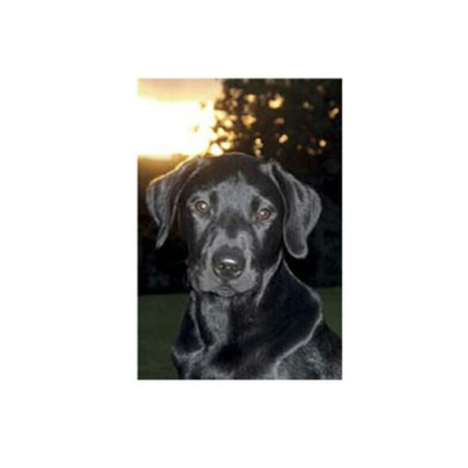 Kevin Milner Countryside Labrador Greetings Card - Black/White - One Size
