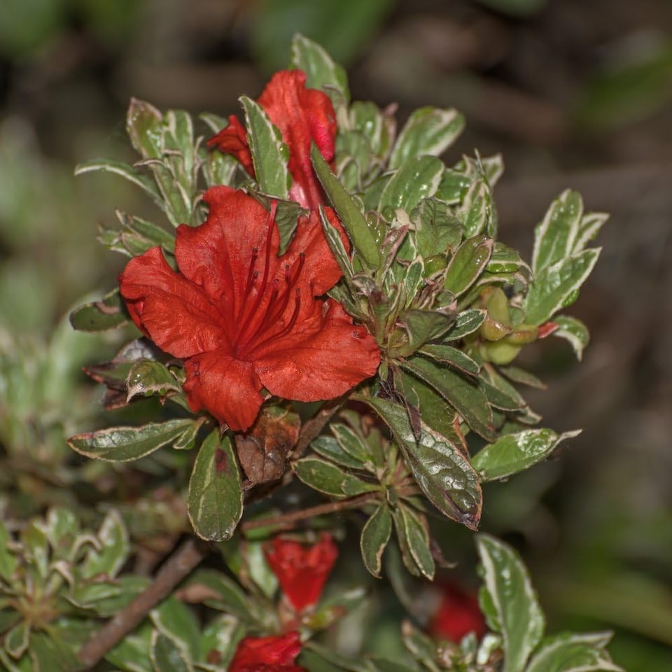 Azalea japonica Hotshot Variegata 17cm Potted Plant x 1 - Tesco Groceries