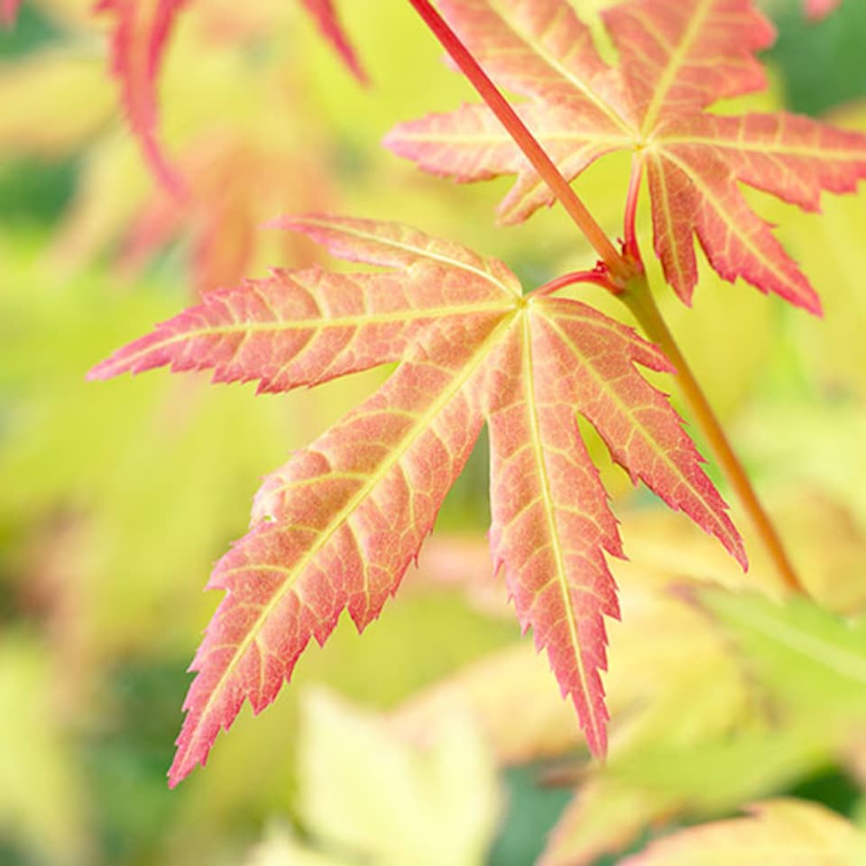 image 1 of Japanese Maple Acer palmatum 'Orange Dream' in a 3L Pot - Outdoor Garden Ready Trees for Oriental Style Gardens