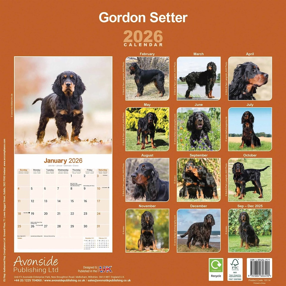 image 1 of Gordon Setter 2026 Calendar | Square Wall Calendar | Dog Breed Gift | Plastic Free Packaging | by Avonside Publishing