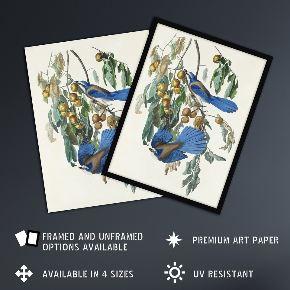 image 1 of Florida Jay and Persimmon Tree Audubon Nature Wall Art Poster Print 12X16"