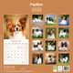 image 2 of Papillon 2026 Calendar | Square Wall Calendar | Dog Breed Gift | Plastic Free Packaging | by Avonside Publishing