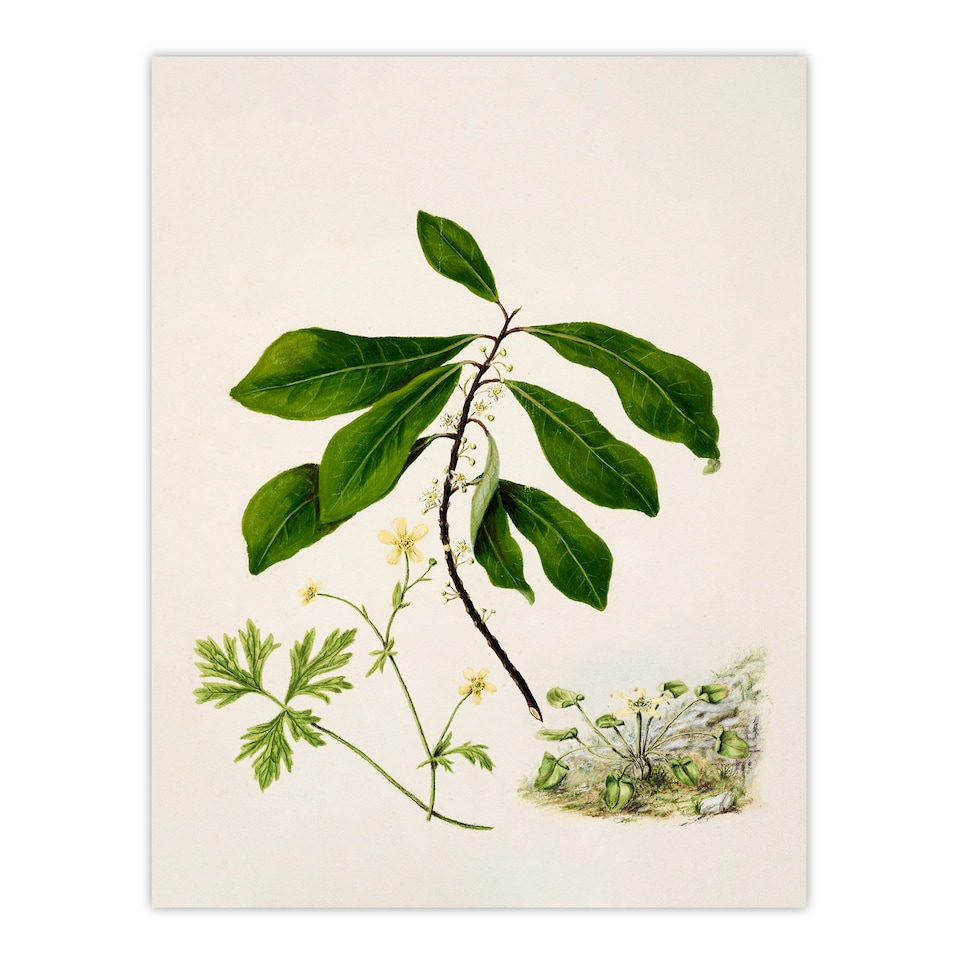 image 1 of Sarah Featon Framed Wall Art Caltha New Zealand Marsh Marigold Plant Home Décor