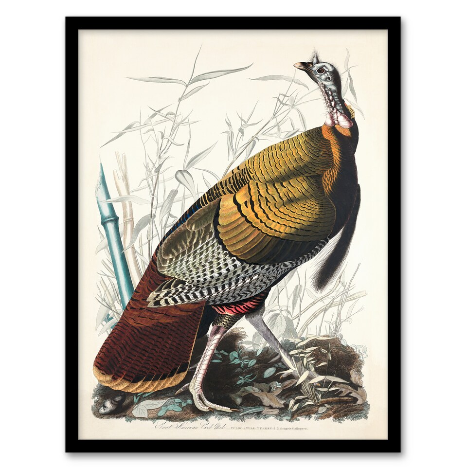 image 1 of John James Audubon Framed Wall Art Print Birds of America Wild Turkey Home Décor