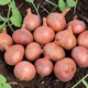 image 3 of Carbeth Plants Shallot Matador Vegetable Plant - 6 pack - Easy Grow Kitchen Garden
