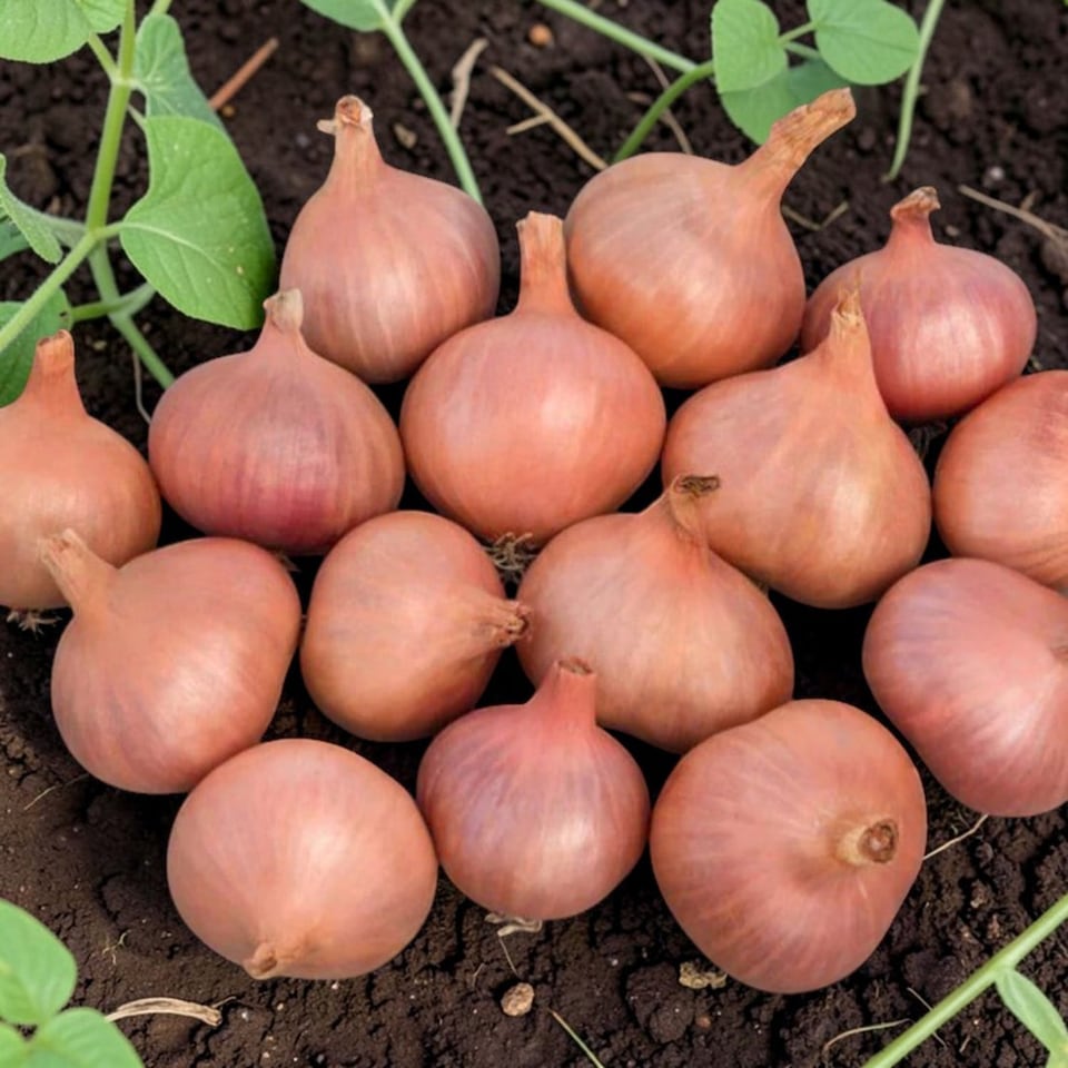 image 1 of Carbeth Plants Shallot Matador Vegetable Plant - 6 pack - Easy Grow Kitchen Garden