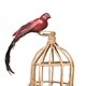image 3 of Large Decorative Red Paradise Bird With Clip - 35cm