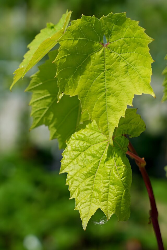 image 1 of Grape Vine 'Aurore' - Hardy Outdoor White Dessert Variety