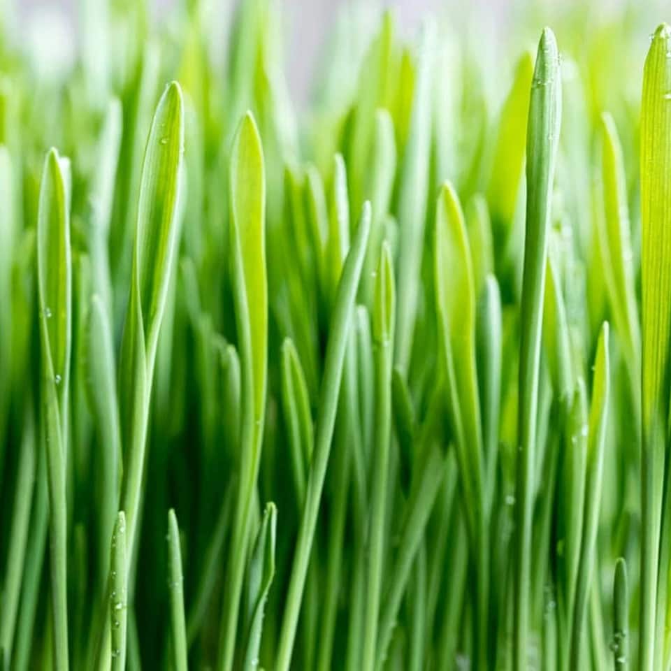 image 1 of 2 x Rabbit Wheat Grass in 13cm Pot - Natural Treat & Enrichment Plant - Edible Grass for Rabbits, Guinea Pigs & Small Pets