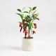 image 1 of 49Cm Chilli Plant In Ceramic Pot Green | One Size