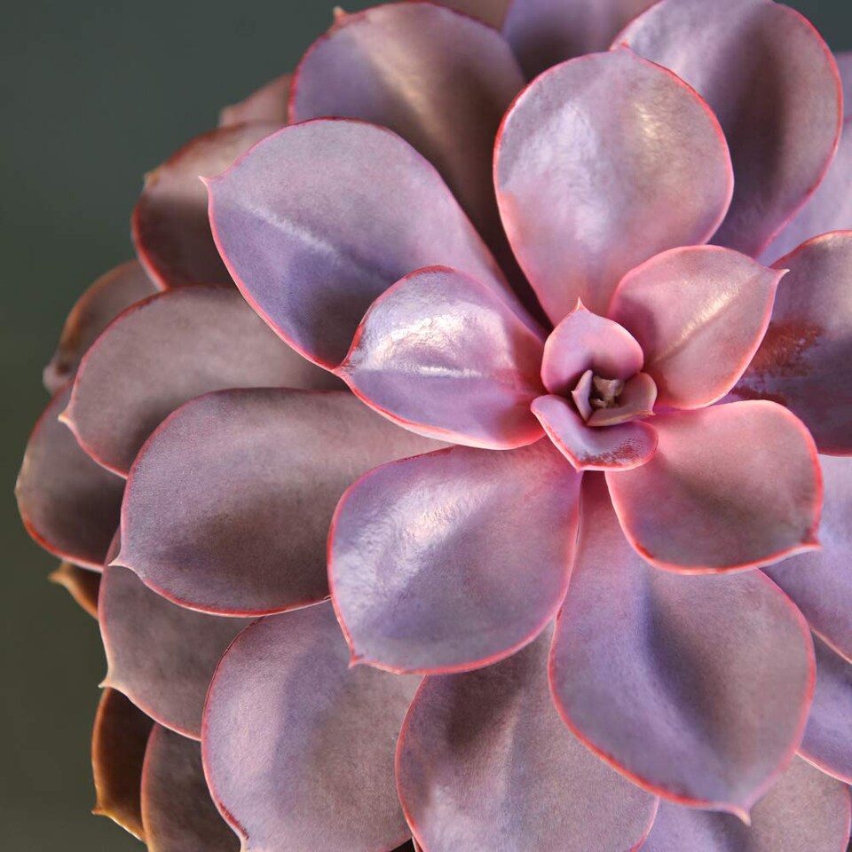 Houseplant Echeveria Purple Pearl - Shine like a Pearl 12cm Pot x 1