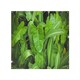 image 1 of Abstract background of dark green leaves Designer Splash Back | White