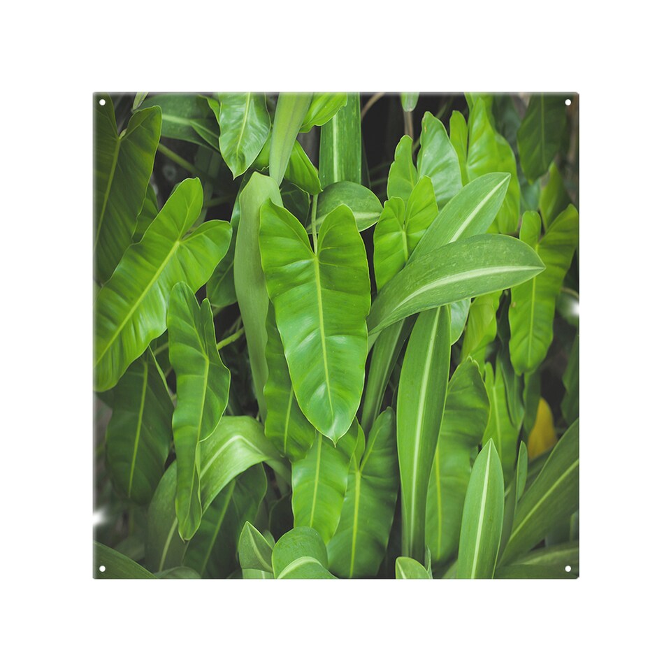 image 1 of Abstract background of dark green leaves Designer Splash Back | White