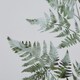 image 3 of Watercolour Bracken Fern in Frame - Washed Wood - L5 x W50 x H60 cm - Brown | Brown | Not provided