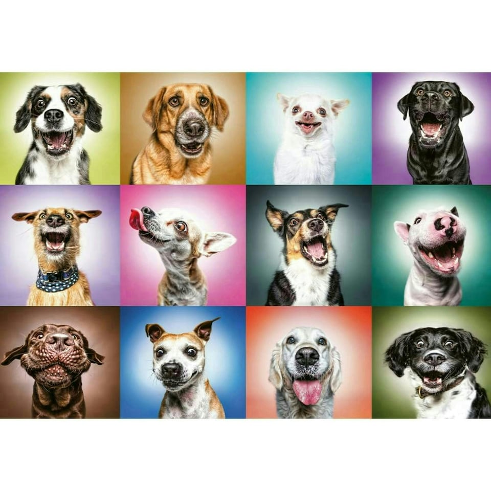 image 1 of Trefl Funny Dog Faces Puzzle Adult - 1000 Pieces