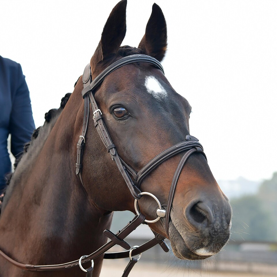 image 1 of Collegiate Comfitec Opulux Padded Leather Sch Horse Bridle | Brown | Dark Brown | Pony | 1