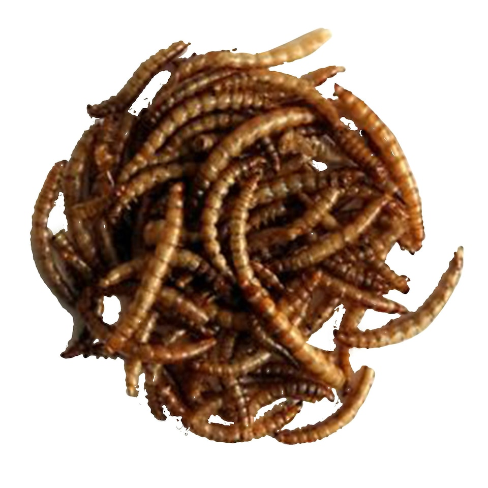 image 1 of Natures Grub Dried Mealworms - May Vary - 200g