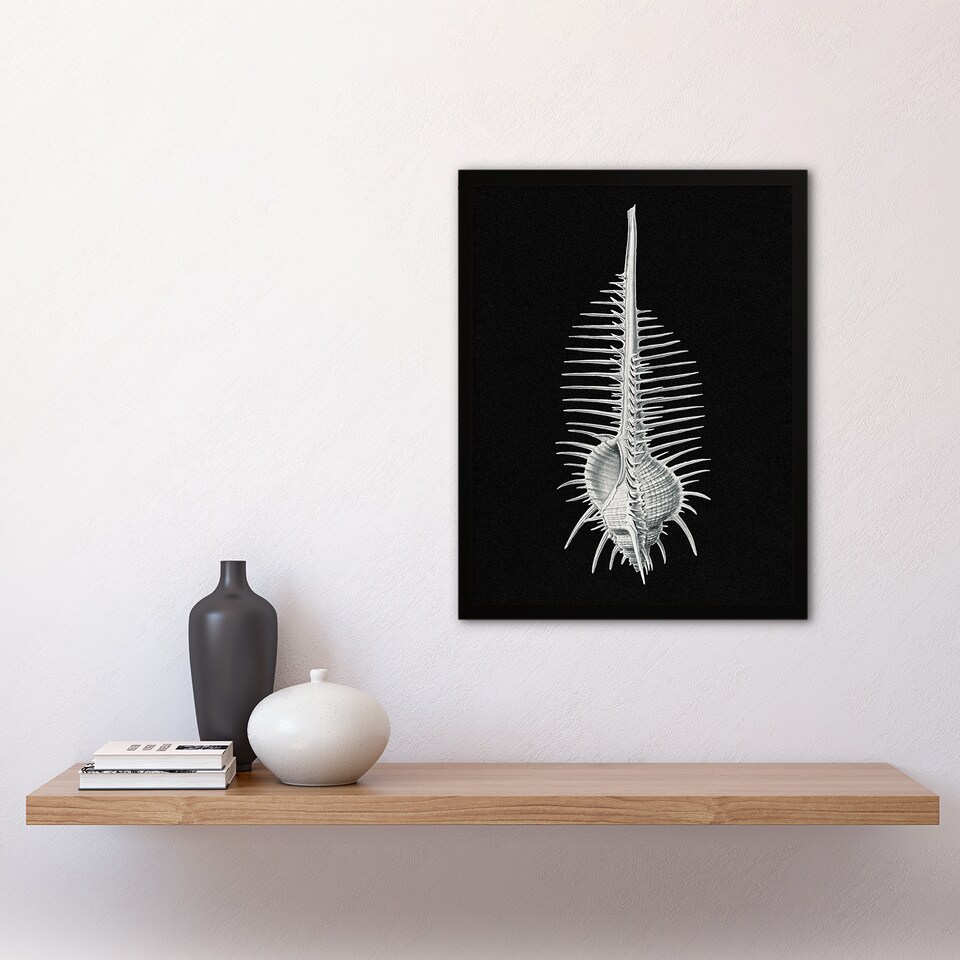 image 1 of Ernst Haeckel Framed Wall Art Print Murex Sea Shell Sketch on Black Home Décor