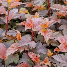Marshalls Garden Physocarpus 'Lady in Red' - 3 x 9cm potted shrubs