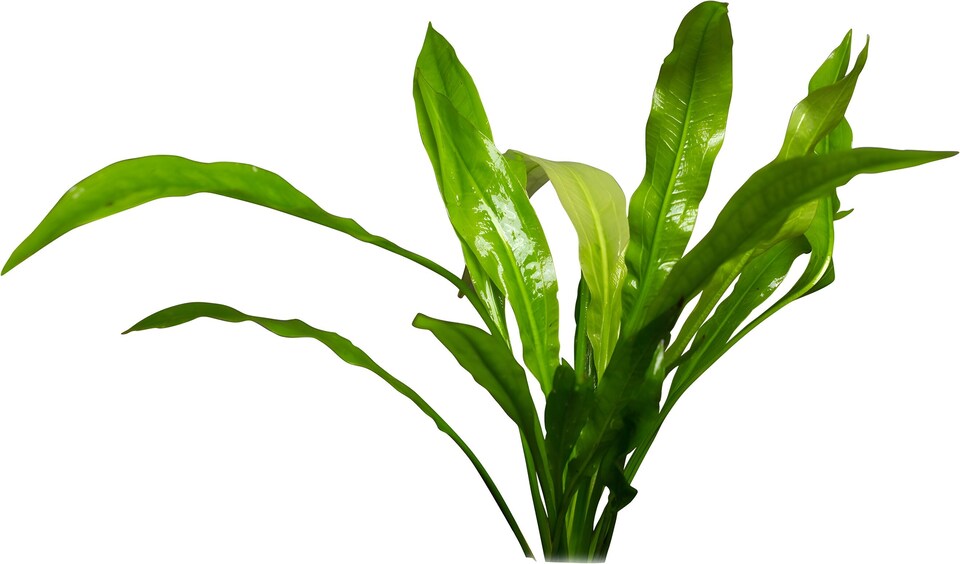image 1 of Amazon Sword (Echinodorus amazonicus) - Live Aquarium Plant for Background Planting, Low Light - Fish Tank Plant