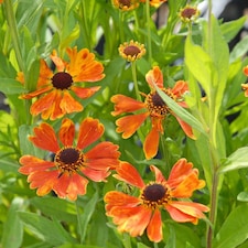 Helenium Moerheim Beauty 3 Litre Potted Plant x 2