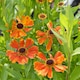 image 1 of Helenium Moerheim Beauty 3 Litre Potted Plant x 2