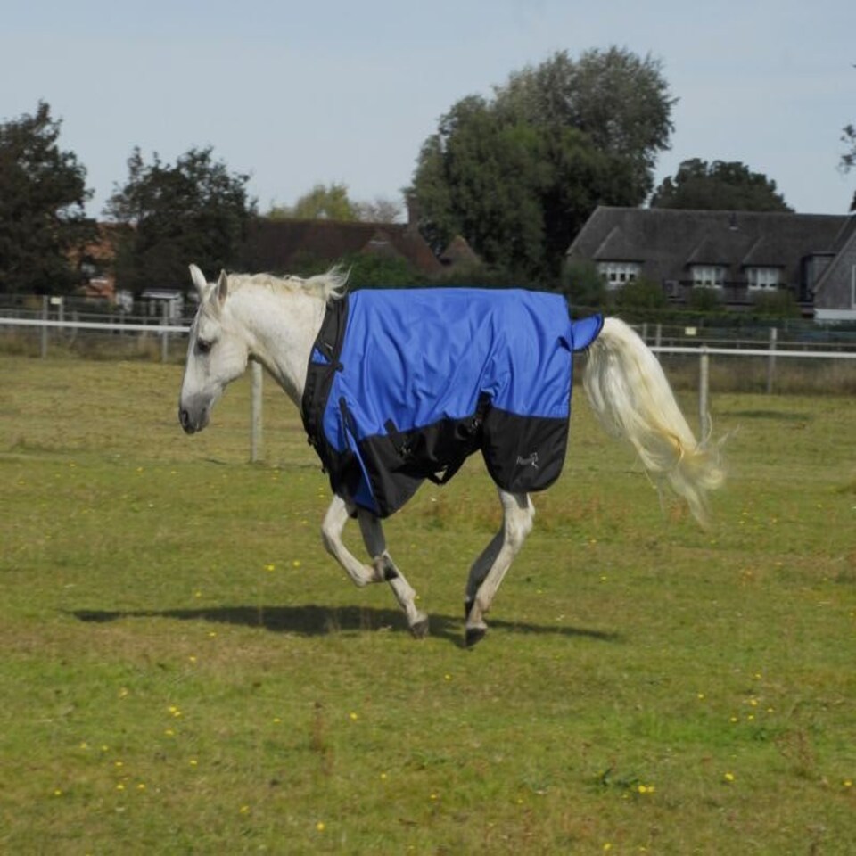 image 1 of Rhinegold Phoenix Outdoor Rug N/A | Colour: Royal
Size: 6ft 9