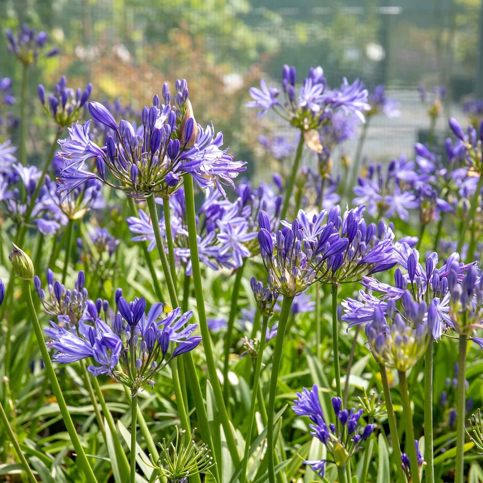 image 1 of Marshalls Garden Agapanthus 'Charlotte' Compact Blue Perennial 2 litre