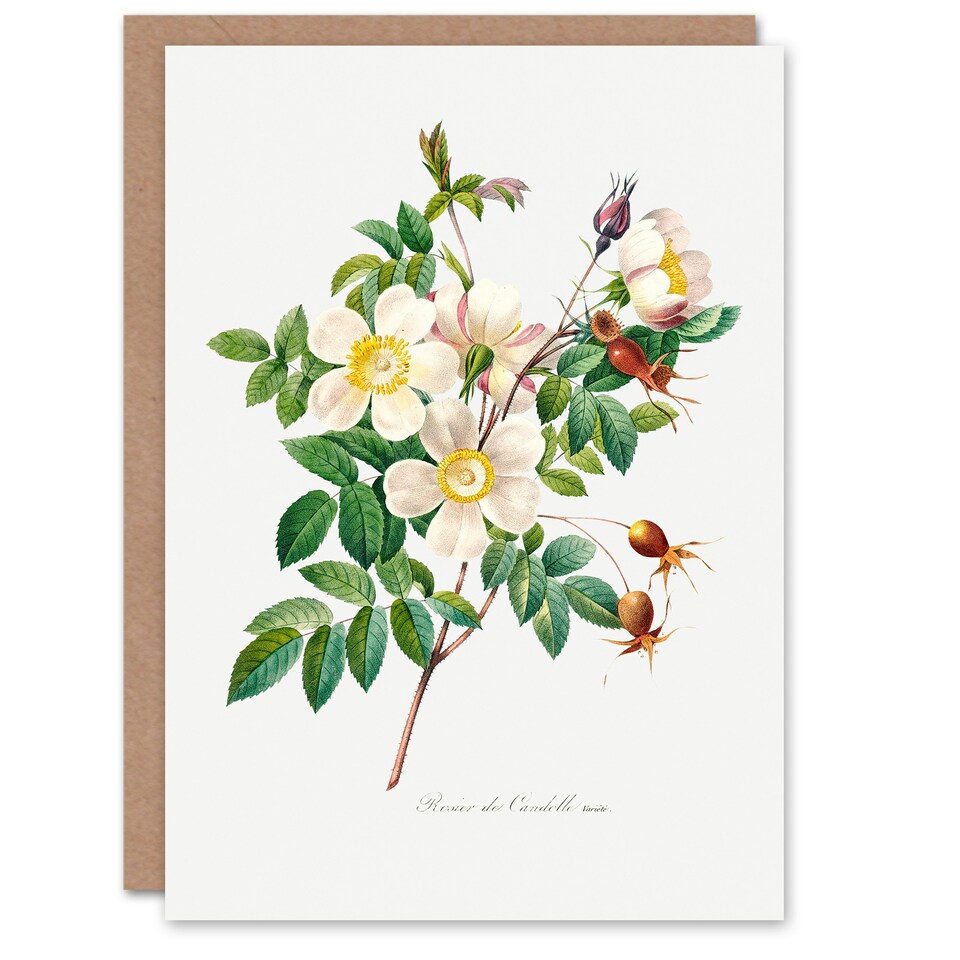 image 1 of Pierre-Joseph Redouté Art Card White Rose Vintage Floral