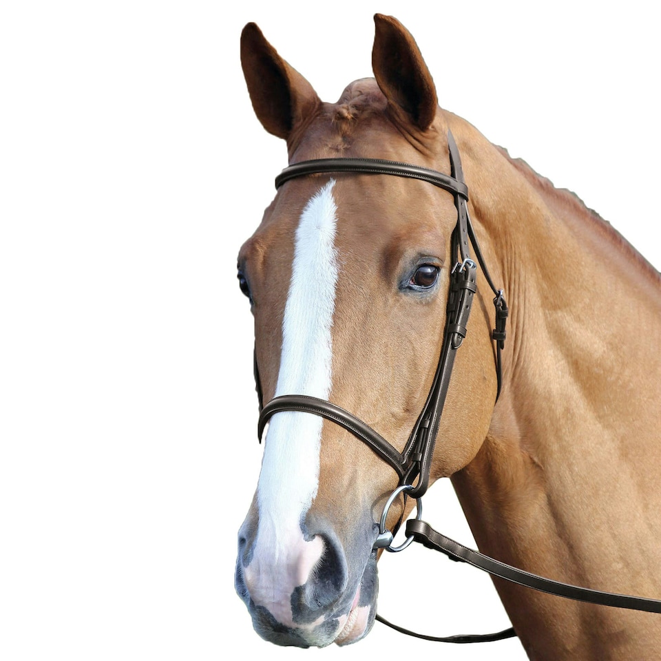 Aviemore Raised Cavesson Leather Horse Bridle - Havana - Pony