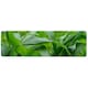 image 1 of Green Leaves corn fields as background Designer (Runner Rug)